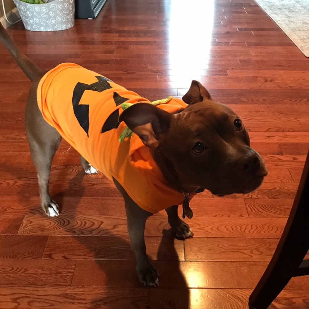 Dog Halloween Pumpkin Costume 🐕 🎃